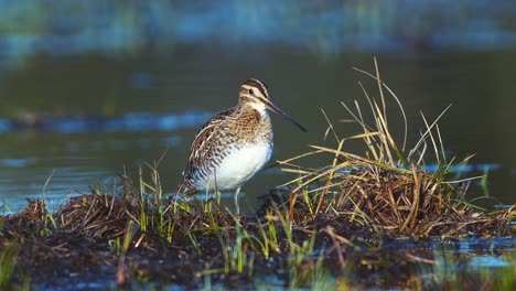 Common-snipe-feeding-in-wetland-flooded-meadow-close-up-in-morning-sunlight