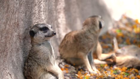 suricata sentado en el suelo con la espalda contra la pared pensando en algo