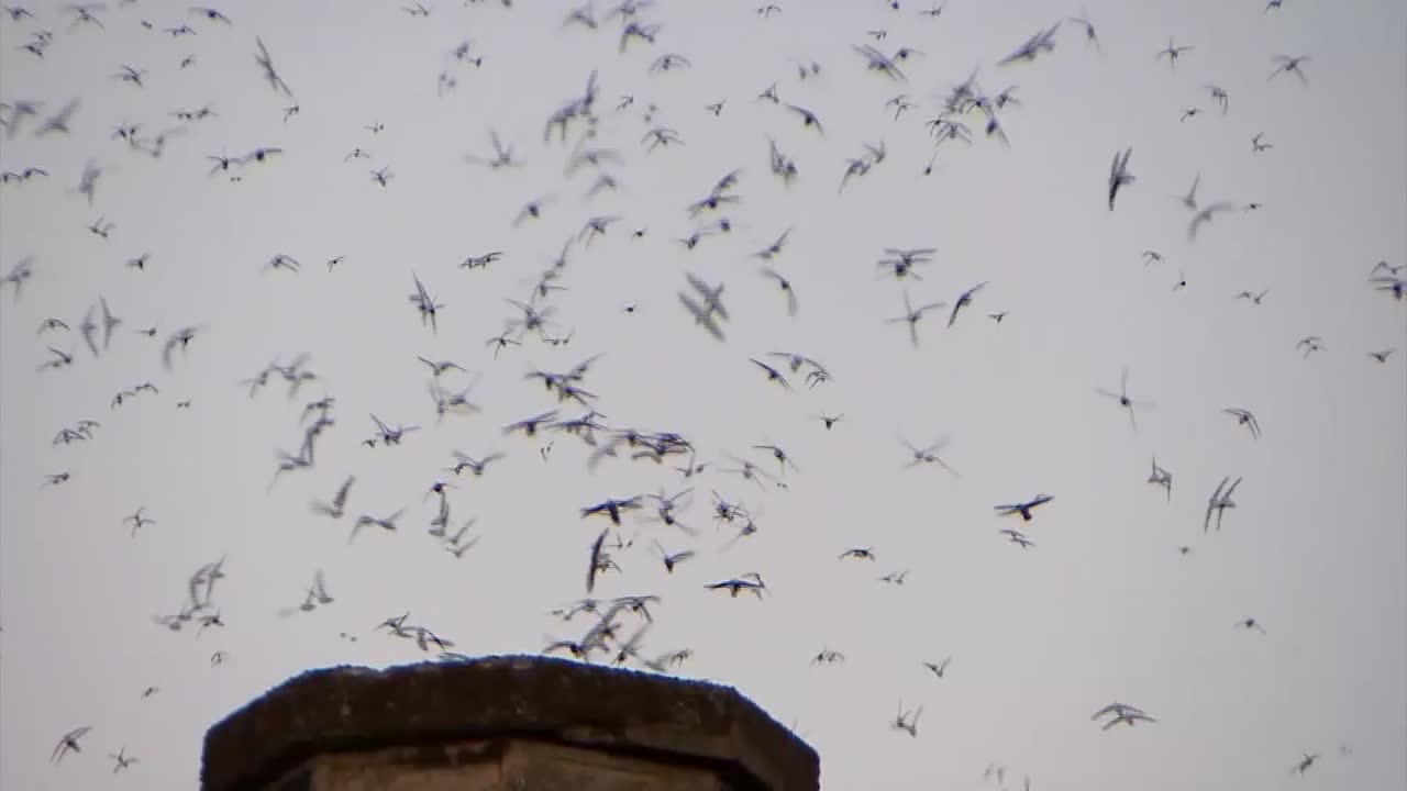 SWIFTS FLYING AROUND CHAPMAN ELEMENTARY SCHOOL IN PORTLAND, OREGON