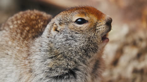 closeup of arctic ground squirrel eating food in yukon, canada