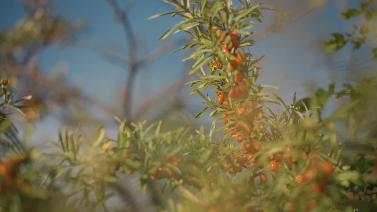 primer plano de una rama de espino amarillo con bayas de color naranja brillante y un delicado bokeh matutino, hojas plateadas finas, poca profundidad de campo, luz solar cálida y suave, textura delicada, ambiente de jardín relajante
