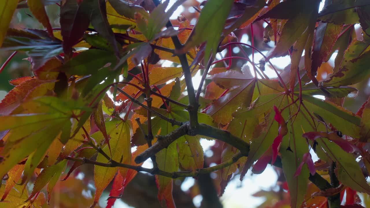 Autumn Leaves of a Japanese Maple Tree