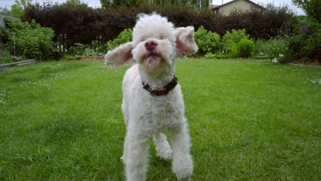 el perro caniche se sacude en el césped verde. el perro animal lindo se sacude. la mascota blanca juega.