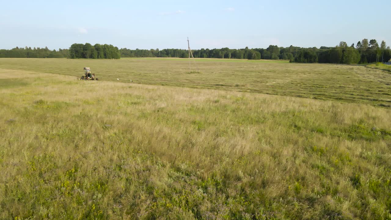 Low altitude aerial drone footage flying above a grassy golden yellow and green farm field where a old vintage retro tractor is cuttin and mowing silage hay and storks are visible walking behind it