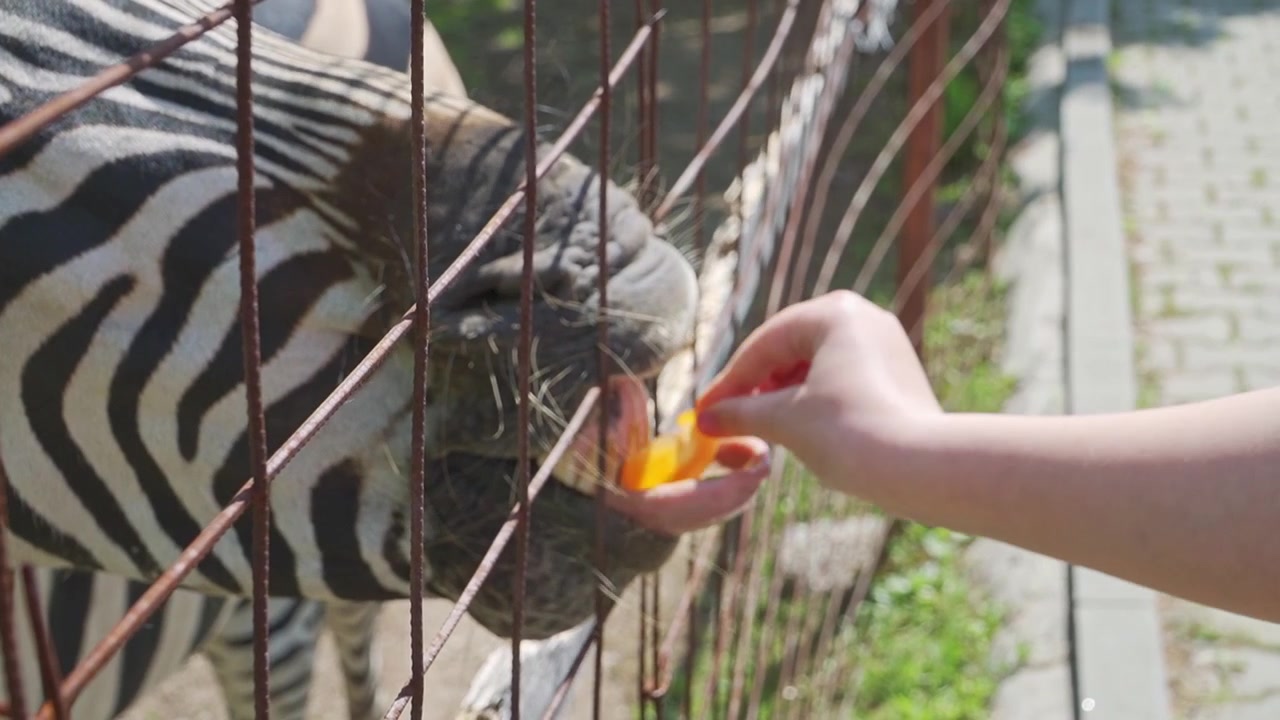 Uma zebra se inclina em direção a um visitante através da cerca do recinto, esticando a cabeça para a frente para receber um pequeno pedaço de comida. A interação próxima destaca a pelagem listrada distintiva do animal.