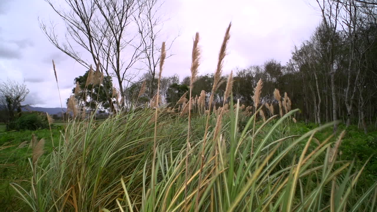paisaje sereno de pastizales