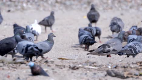 pájaros comiendo comida de basura contaminada de la playa en carter road mumbai india