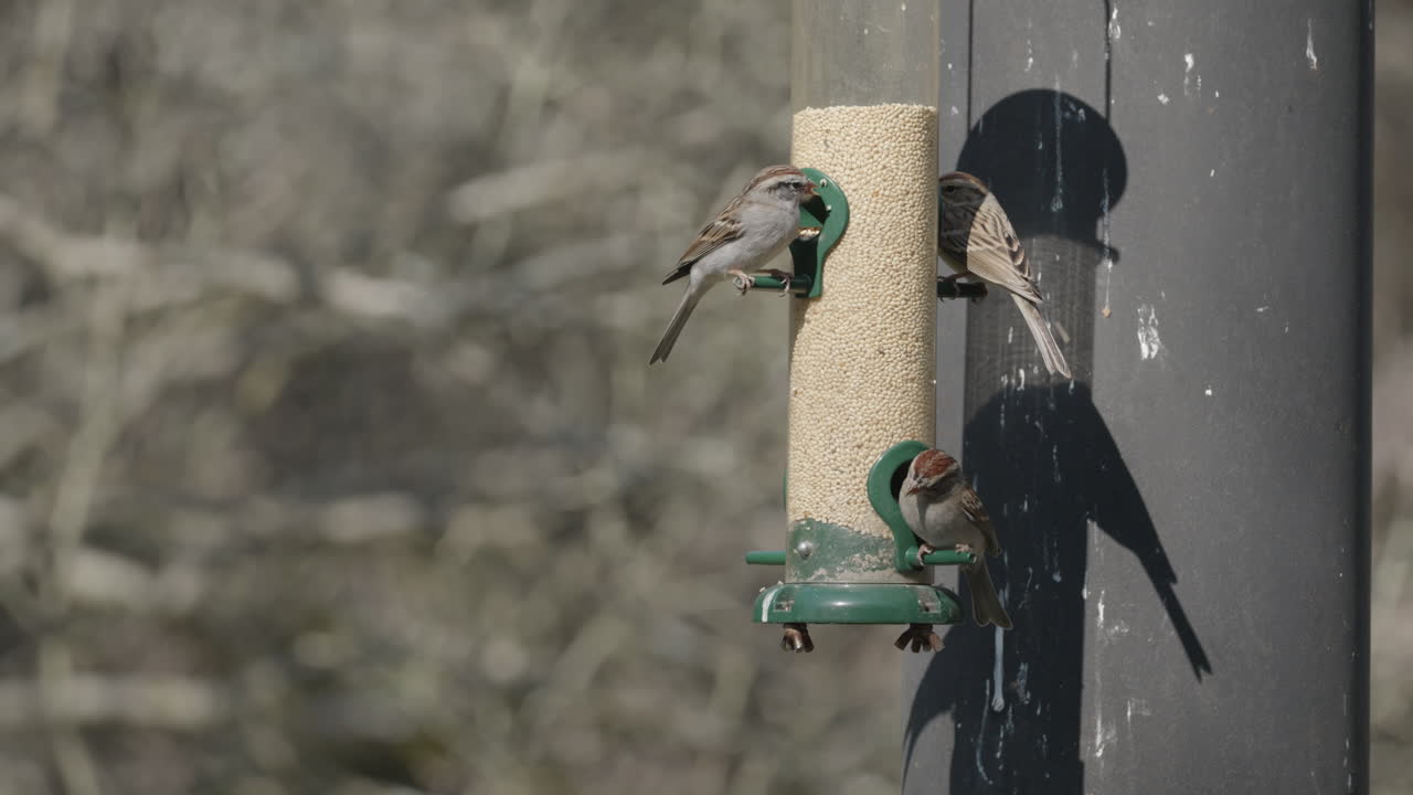 A flock of Song Sparrows eating seed while perched on a bird feeder - Melospiza melodia
