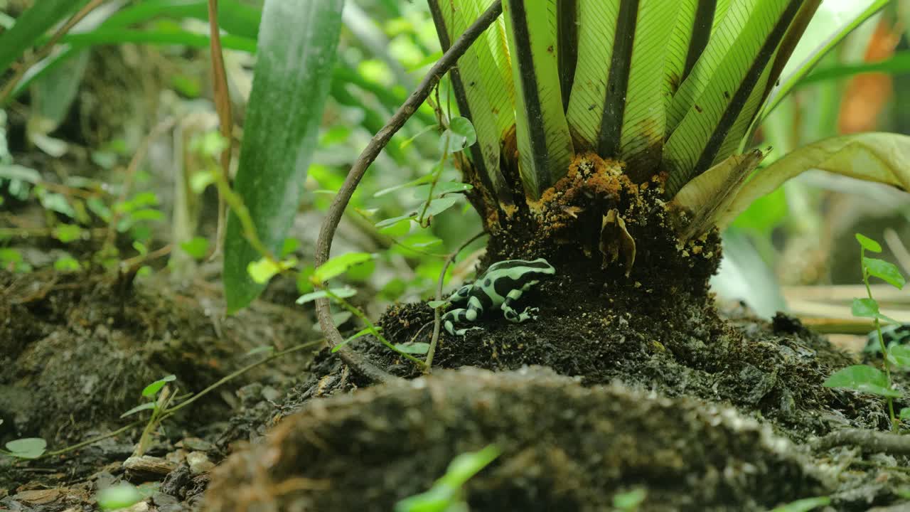 primer plano de rana venenosa verde y negra sentada quieta