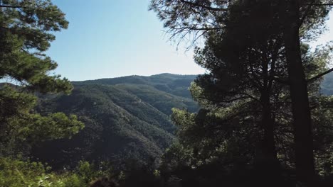 sideways tracking view of trees on the mountains