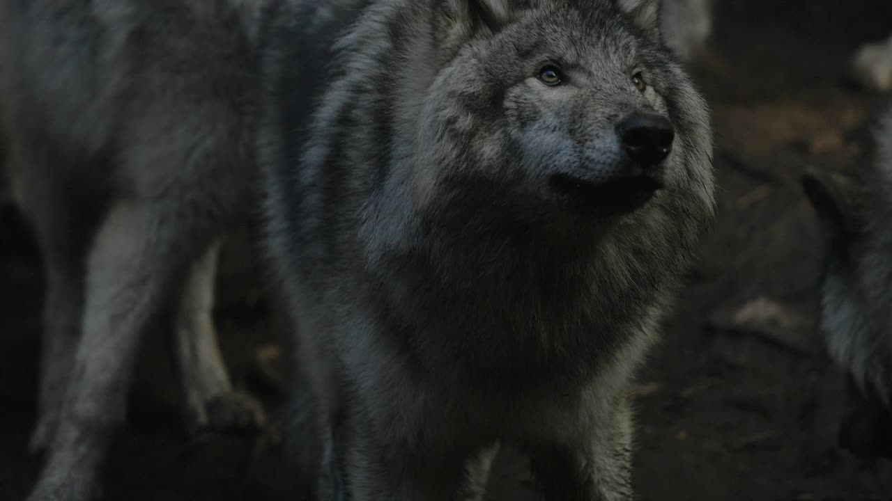 lobos grises en el bosque de parc omega en quebec, canadá