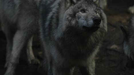 gray wolves in the forest of parc omega in quebec, canada