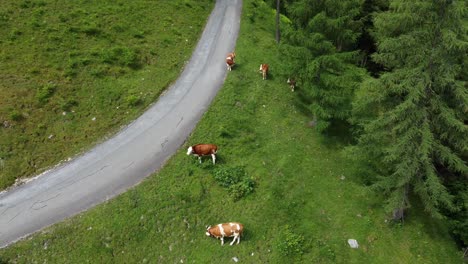 several cows standing on a green field next to a road in the alps in lofer, austria