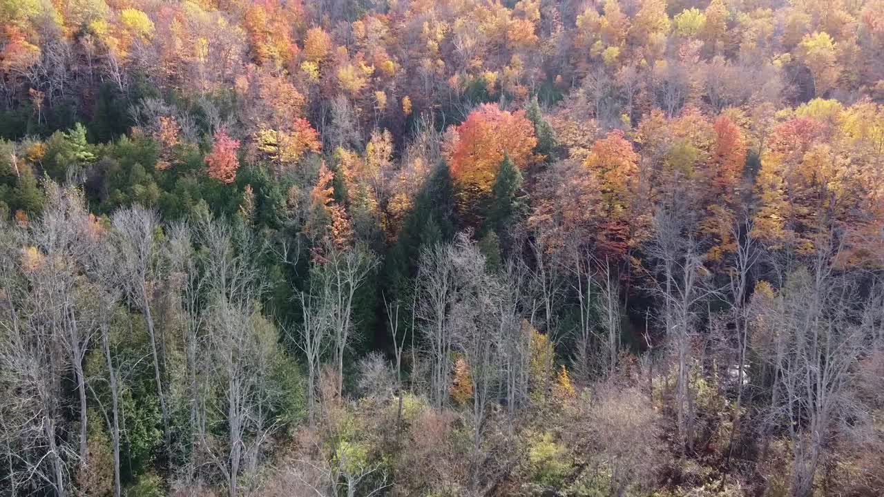 Aerial Shot Of Vibrant Fall Colours In Scenic Forest Landscape