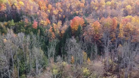 Toma-Aérea-De-Vibrantes-Colores-De-Otoño-En-Un-Pintoresco-Paisaje-Forestal