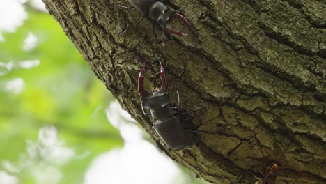 Male-stag-beetles-on-tree-trunk,-handheld-closeup