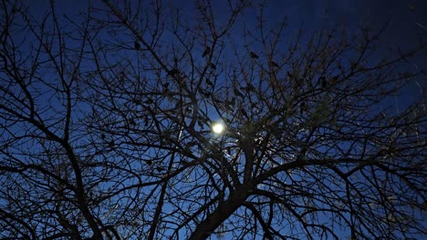 Eerie-Twilight:-Silhouettes-of-Birds-and-Tree-Branches-Create-a-Thrilling-Movie-Scene-in-the-Mysterious-Blue-Evening-Sky