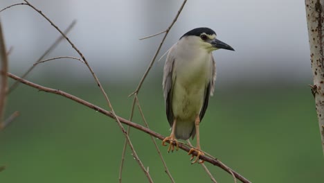 Closeup-of-Black-Crowned-Night-heron-perched