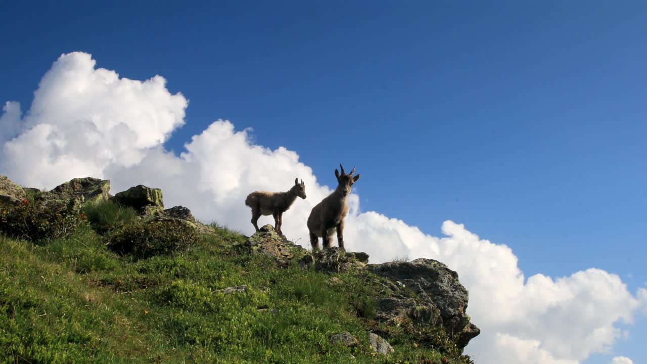 Pair of young Alpine ibex on a mountain in the French Alps with blue sky and fluffy white clouds