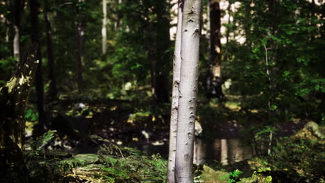 Tall tree stands in lush forest near tranquil water during daylight