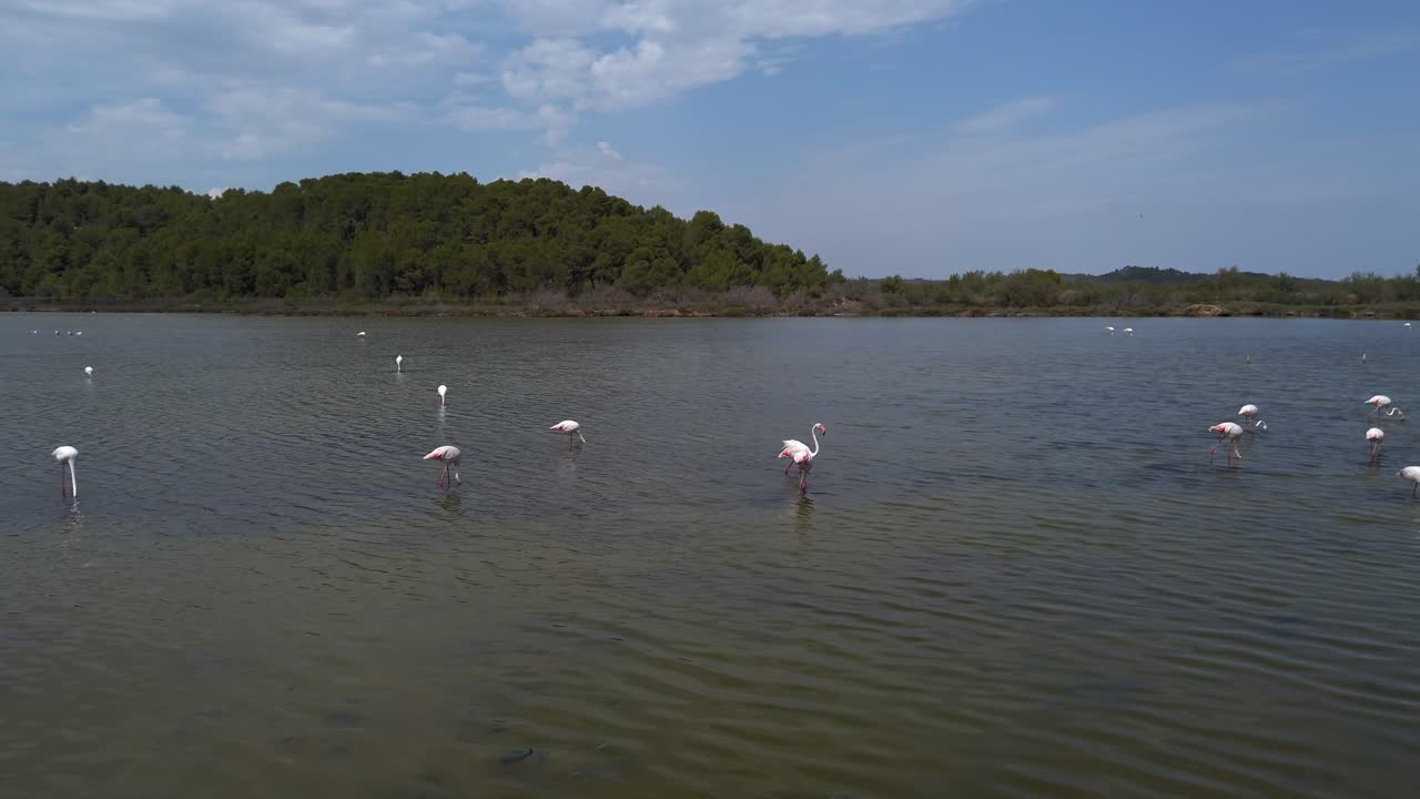 Several pink flamingos are standing and feeding in the shallow water of a lagoon, with a forested hill in the background under a cloudy blue sky