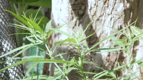 Hemp-bud-plant