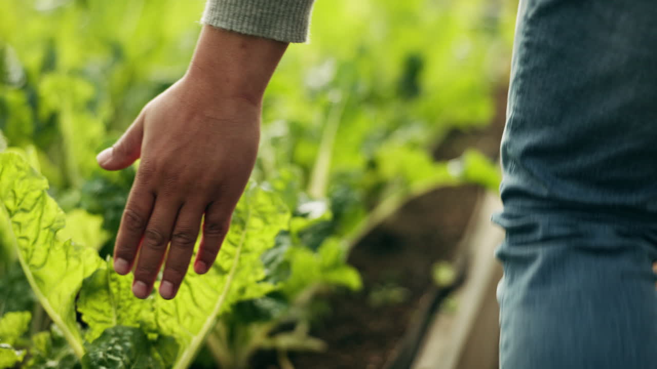 inspección de campo de la granja, manos