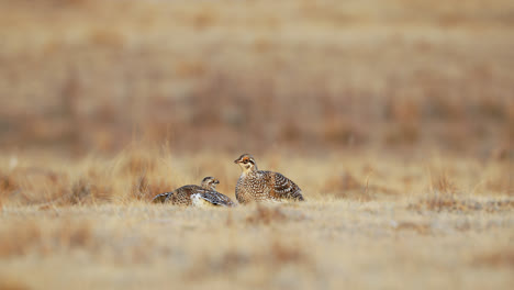 territorial sharptail grouse fighting for dominance on lek, north america