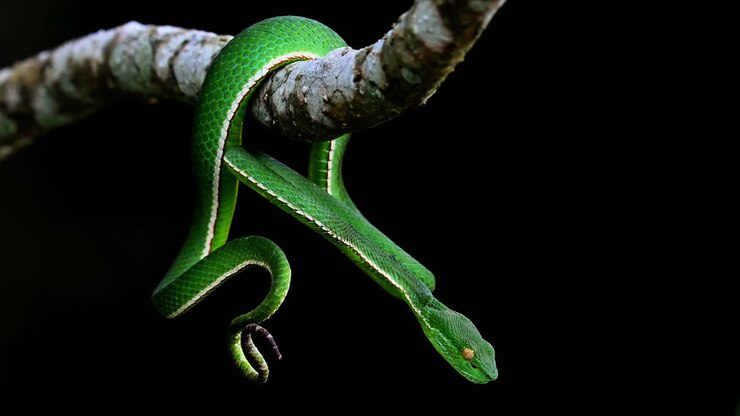 Vogels grubehugorm, Trimeresurus vogeli