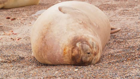 tiro inclinado hacia abajo que muestra hembras de foca elefante descansando en la playa de arena de argentina