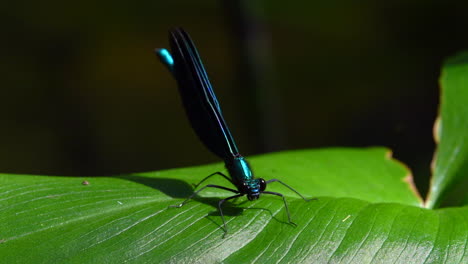 Makrovideo-Eines-Sehr-Schönen-Damselfly-Männchens,-Das-Seine-Flügel-Auf-Einer-Schwankenden-Calla-Pflanze-Ausbreitet-Und-Davonfliegt