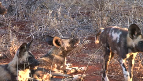 Gruppe-Von-Fünf-Afrikanischen-Wildhunden,-Die-Bereit-Sind,-Im-Abendlicht-Zur-Jagd-Aufzubrechen