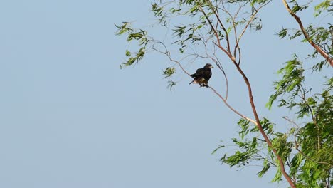 black-eared kite, milvus lineatus, seen balancing on a small branch of a eucalyptus tree during a very windy day in summer, turns to look around, beautiful blue sky