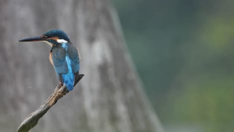 Eisvogel-Wartet-Auf-Gebet