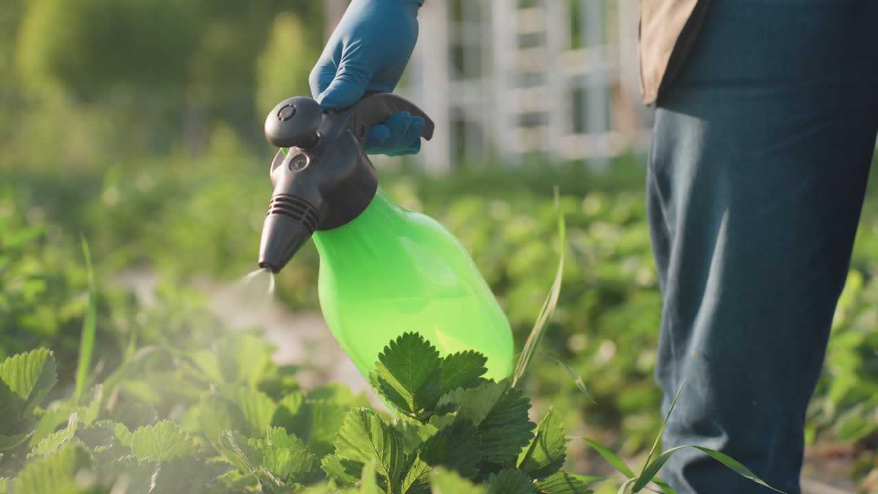 close up gardener with gloves using pump sprayer to fumigate strawberry plants while insect hovers nearby sunlight illuminating mist over leaves and creating bokeh effect