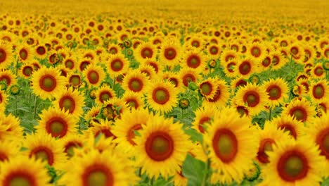 sunflowers field. beautiful fields with sunflowers in summer. static.