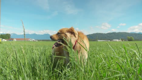 perro golden retriever parado inactivo en un campo de hierba alta
