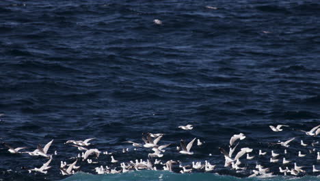 flocks of ocean birds fly close to the swirling waters surface looking for a feed of small bait fish