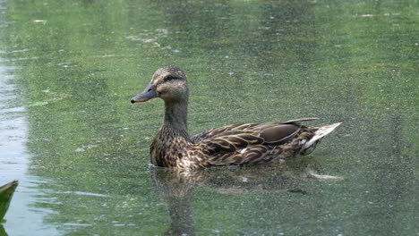 mallard duck swimming around in a scummy pond on a summer day