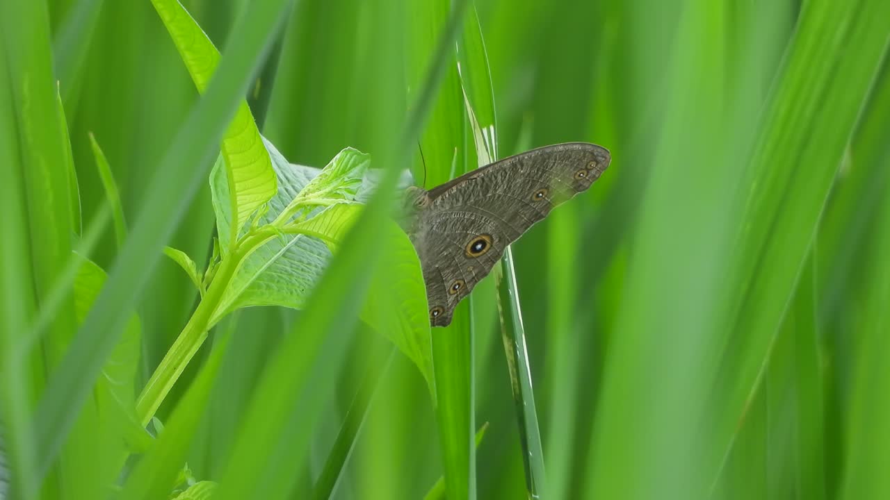 mariposa relajándose en el césped de arroz