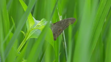 butterfly relaxing on rice grass