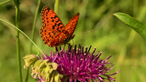 orangefleckiger schmetterling auf purpurroter distelblüte