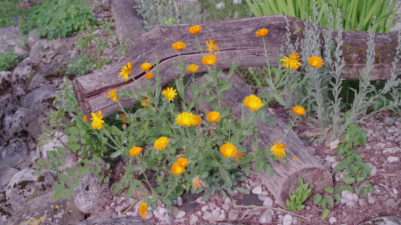 Marigold flowers medium shot in stone pond