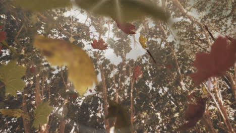 composite video of multiple autumn leaves falling against sun shining through tree branches