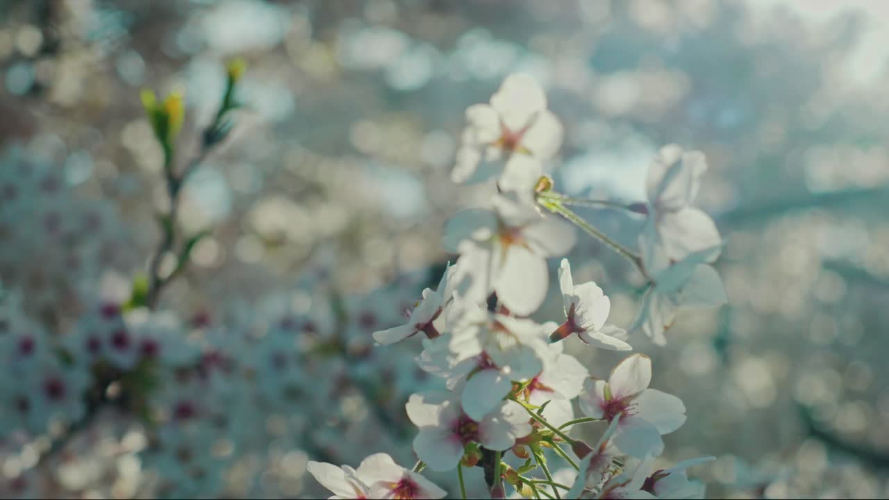 봄 핑크 꽃 나무