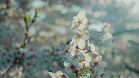 Spring-pink-blossom-tree