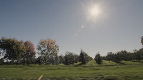 driving through the us countryside, side window view of a manicured apple orchard