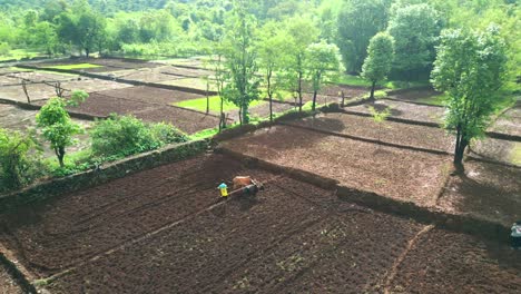 Drohnenaufnahme-Eines-Mannes,-Der-Mit-Seinem-Ochsen-Auf-Dem-Feld-Steht