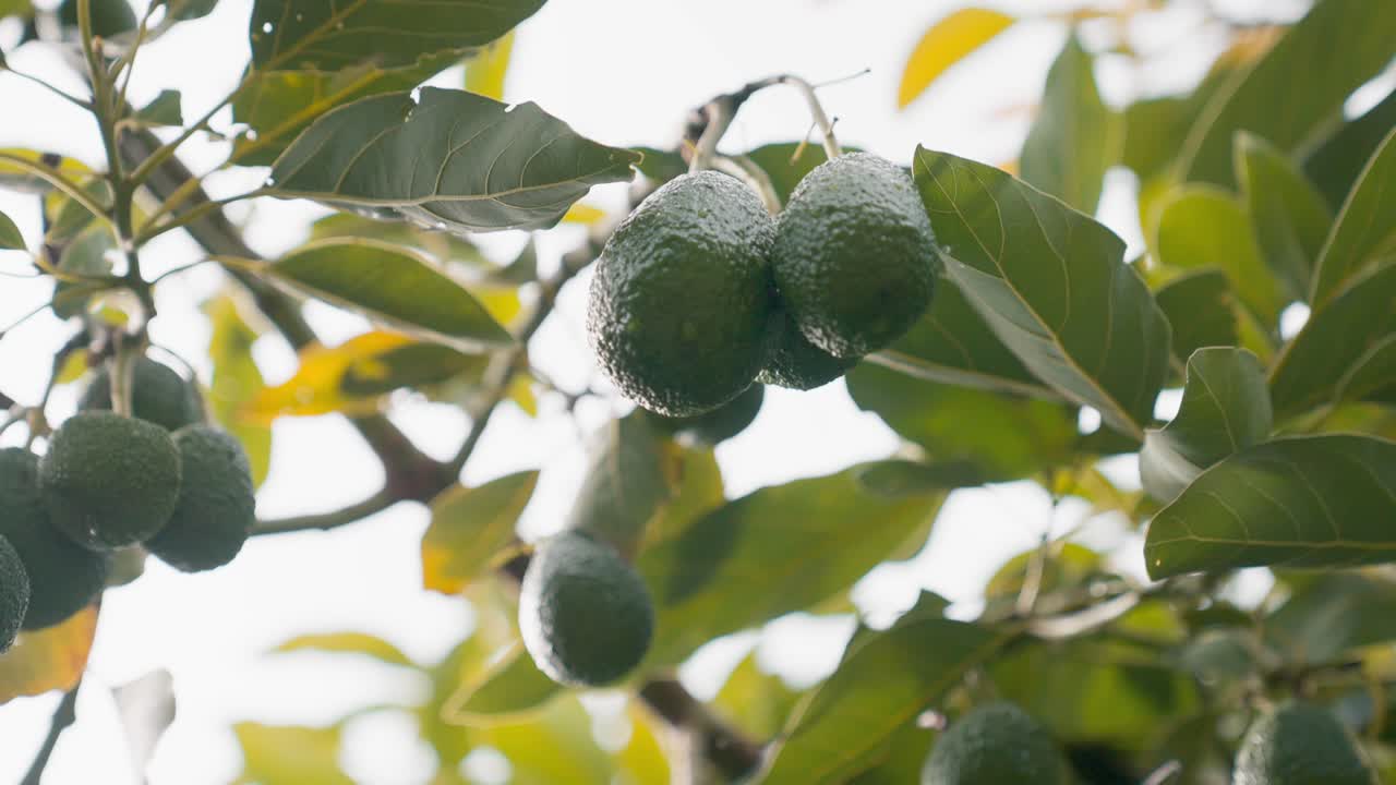 un montón de aguacates orgánicos colgando de un árbol tropical verde a la luz del sol