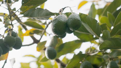 Ein-Haufen-Bio-Avocados,-Die-Im-Sonnenlicht-An-Einem-Grünen-Tropischen-Baum-Hängen